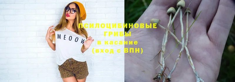 Псилоцибиновые грибы Psilocybe  Краснознаменск 